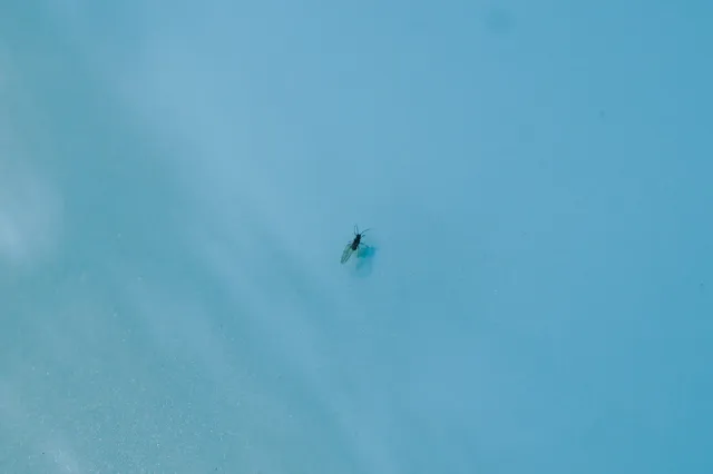 ユキムシ