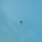 ユキムシ