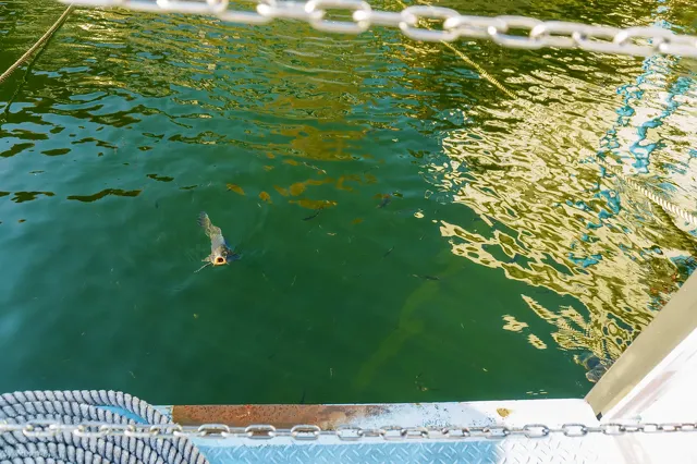 奥只見ターミナルと遊覧船