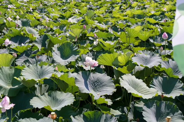 高田城址公園2025夏