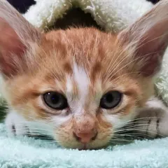 ななこ