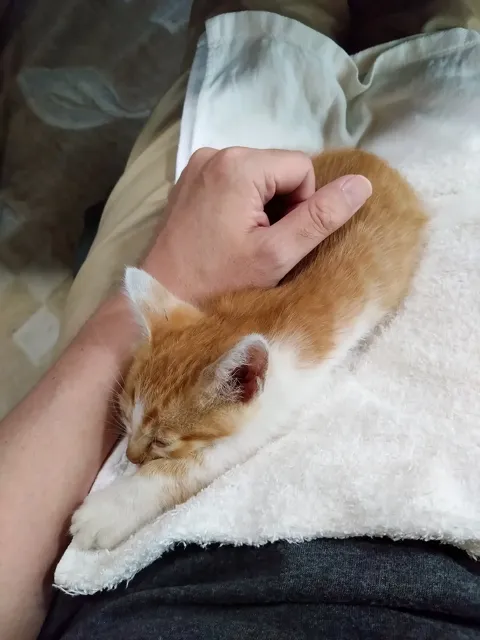 ななこ