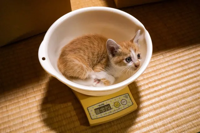 ななこ