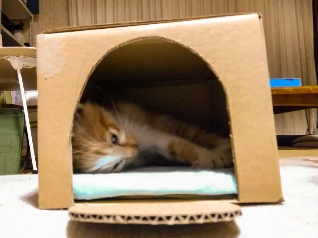 ななこ