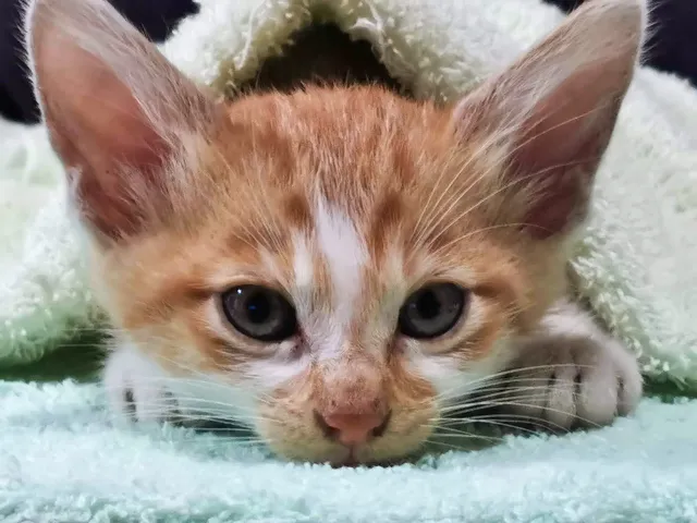 ななこ