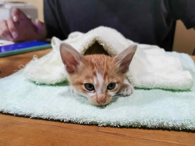 ななこ